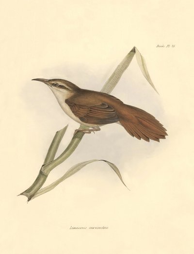 Ornitologia: Limnornis curvirostris della famiglia dei furnaridi descritta da Charles Darwin durante la sua spedizione a bordo del Beagle. Tavola da La zoologia del viaggio dell