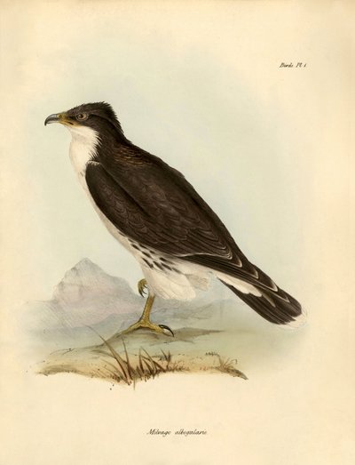 Ornitologia: Milvago albogularis o caracara descritto da Charles Darwin durante la sua spedizione a bordo del Beagle. Tavola da Birds descritti da John Gould, con nota sui loro abitudini di Charles Darwin da Unbekannter Künstler