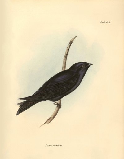 Ornitologia: Progne modestus della famiglia delle rondini descritta da Charles Darwin durante la sua spedizione a bordo del Beagle. Tavola da La zoologia del viaggio dell