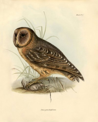 Ornitologia: Strix punctatissima gufo descritto da Charles Darwin (1809-1882) durante la sua spedizione a bordo del Beagle. Tavola da 