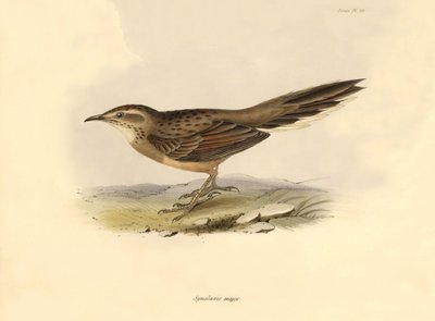 Ornitologia: Synallaxis major descritta da Charles Darwin durante la sua spedizione a bordo del Beagle. Tavola da La zoologia del viaggio dell