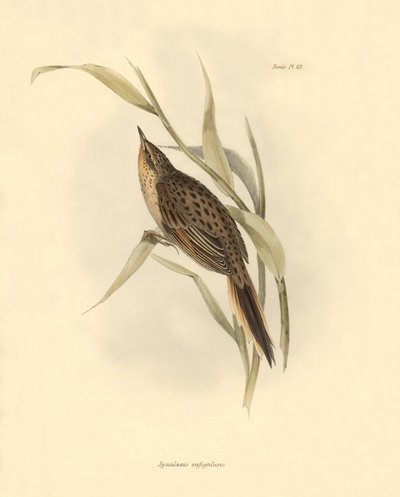 Ornitologia: Synallaxis rufogularis descritta da Charles Darwin durante la sua spedizione a bordo del Beagle. Tavola da La zoologia del viaggio dell