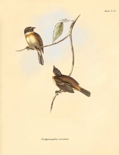 Ornitologia: Il "Pachyramphus minimus" della famiglia dei faggi descritto da Charles Darwin durante il suo viaggio di esplorazione a bordo del Beagle. Tavola da "The Zoology of the voyage of H.M.S. Beagle under the command of Captain Fitzroy during the yea da Unbekannter Künstler