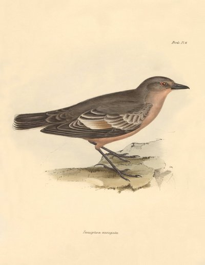 Ornitologia: La Taenioptera variegata descritta da Charles Darwin durante il suo viaggio di esplorazione a bordo del Beagle. Tavola da The Zoology of the voyage of H.M.S. Beagle sotto il comando del Capitano Fitzroy durante gli anni 1832-1836 da Unbekannter Künstler