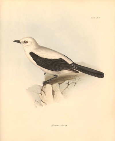 Ornitologia: La fluvicola azarea o pigliamosche descritta da Charles Darwin durante il suo viaggio di esplorazione a bordo del Beagle. Tavola da The Zoology of the voyage of H.M.S. Beagle sotto il comando del Capitano Fitzroy durante gli anni 1832-1836 da Unbekannter Künstler