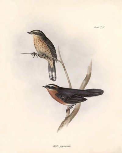 Ornitologia: Tohi (o pipilo) Descrizione di un passeriforme da Charles Darwin (1809-1882) osservato durante la sua spedizione a bordo del Beagle. Tavola da La zoologia del viaggio dell