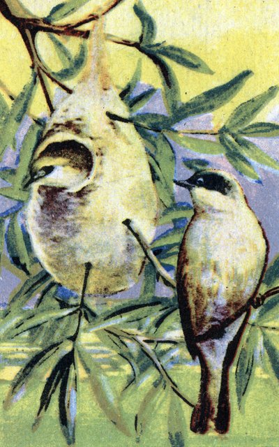Ornitologia: remiz (Remiz pendulinus) Cromolitografia 19° secolo Collezione privata da Unbekannter Künstler