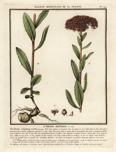 Borracina maggiore, Sedum telephium da Unbekannter Künstler
