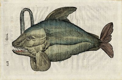 Orca (rappresentazione mostruosa dell