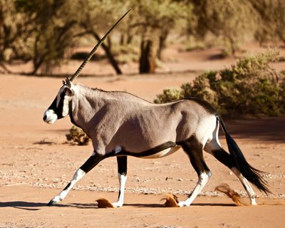 Oryx, Deserto del Namib, 2017 da Unbekannter Künstler