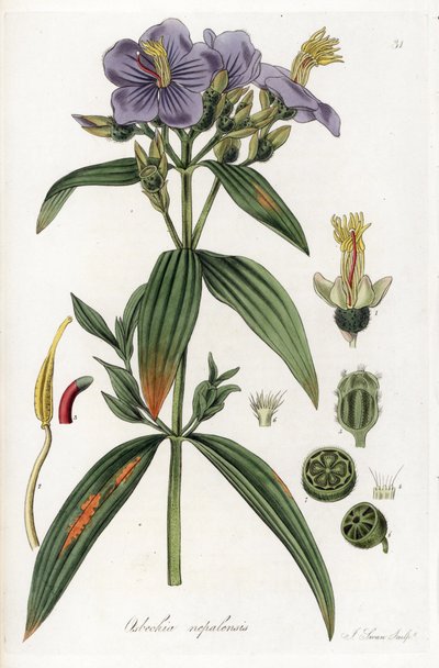 Osbeckia dal Nepal - Litografia di J. Swan, da un