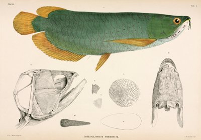 Osteoglossum formosum, Indonesia da Unbekannter Künstler