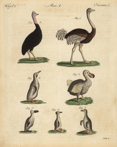 Struzzo, Struthio camelus, casuario, Struthio casuarius, dodo estinto, Raphus cucullatus, e specie di pinguino da Unbekannt
