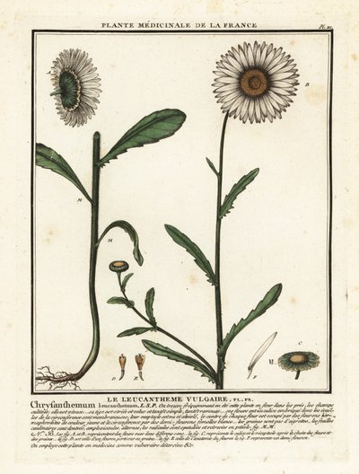 Margherita comune, Leucanthemum vulgare da Unbekannter Künstler