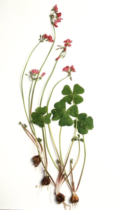 Oxalis tetraphylla/Oxalis deppei/Oxalide di Deppe da Unbekannt