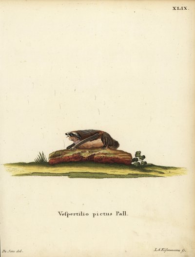 Pipistrello lanoso dipinto, Kerivoula picta. Vespertilio pictus Linn. Incisione a mano colorata su rame di Jakob Andreas Eisenmann dopo un