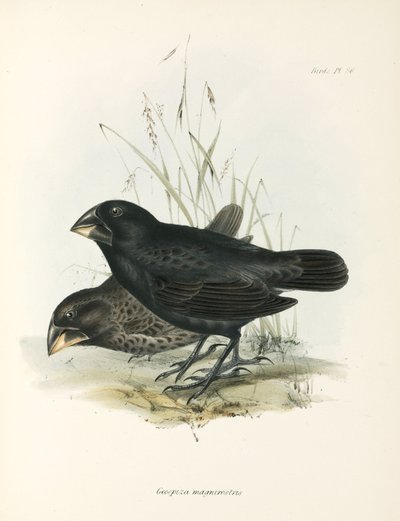 Coppia di Fringuelli di Terra Grandi, Isole Galapagos, c 1832-1836 da Unbekannt