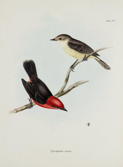 Coppia di uccelli, c 1832-1836 da Unbekannter Künstler