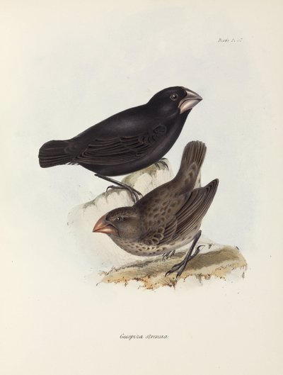 Coppia di fringuelli, Isole Galapagos, c 1832-1836 da Unbekannt