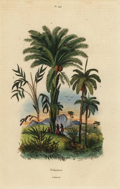 Palme: palma da dattero, Phoenix dactylifera 1, specie Attalea 2, e specie Geonoma 3 da Unbekannt
