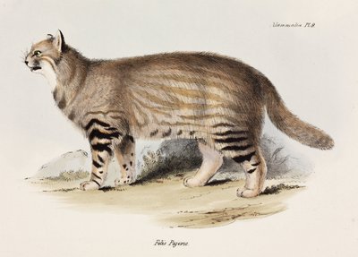 Gatto delle Pampas, Sud America, c 1832-1836 da Unbekannt