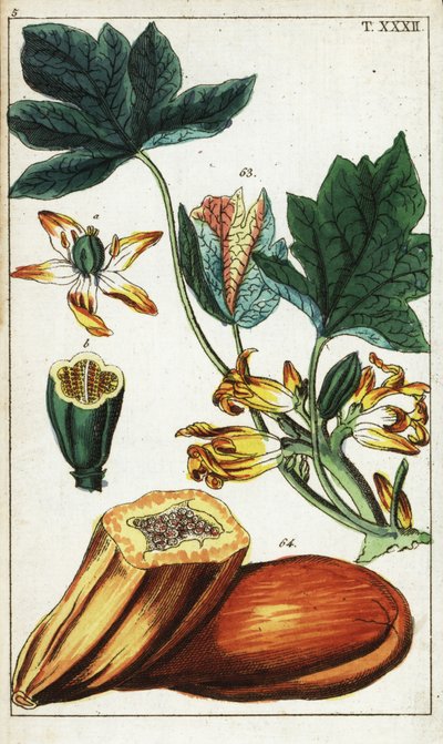 Frutto di papaya, sezione, fiori e foglie, Carica papaya da Unbekannter Künstler