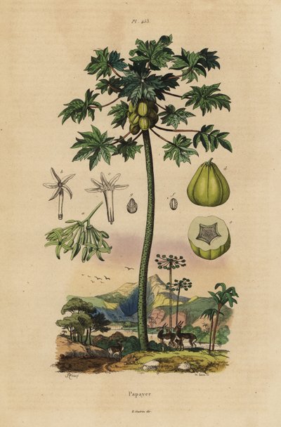 Albero di papaya o pawpaw con frutto e sezione trasversale del frutto da Unbekannt