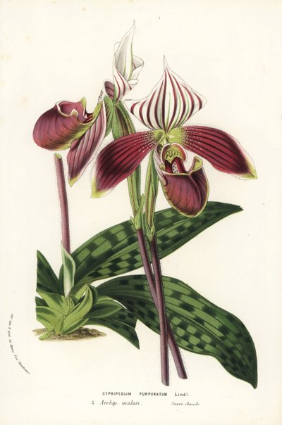Orchidea Paphiopedilum purpurpuratum (Cypripedium purpuratum). Litografia colorata a mano da 