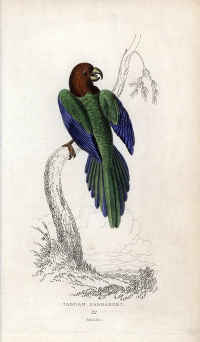 Parrocchetto pompadour, Prosopeia tabuensis da Unbekannter Künstler