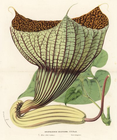 Pararistolochia goldieana (Aristolochia goldieana). Litografia colorata a mano da Flowers of the Gardens and Hothouses of Europe di Louis van Houtte e Charles Lemaire, Flore des Serres et des Jardins de l