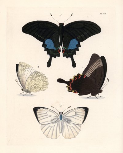 Farfalla pavone di Parigi, Papilio paris, e emigrante maculato, Catopsilia pyranthe da Unbekannter Künstler