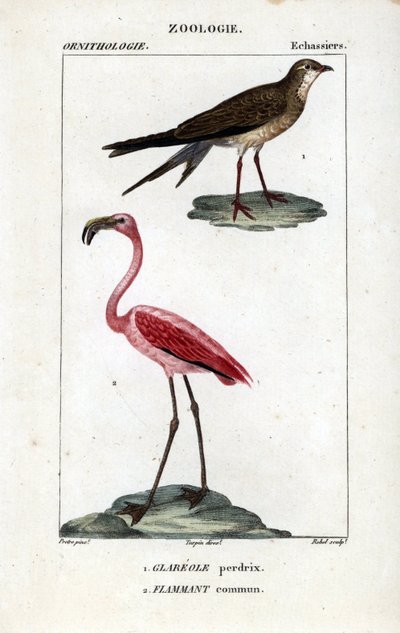 Pernice e fenicotteri rosa da Unbekannter Künstler