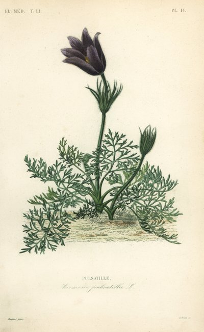 Anemone pulsatilla da Unbekannt