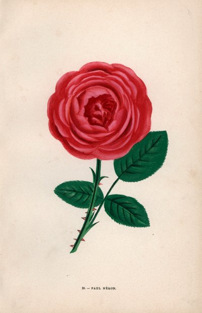 Rosa Paul Neron (cromolitografia) da Unbekannter Künstler