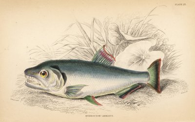 Payara, Hydrolycus armatus (incisione) da Unbekannter Künstler