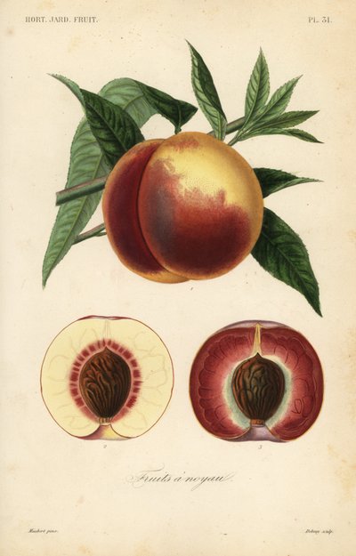 Pesca, Prunus persica da Unbekannt
