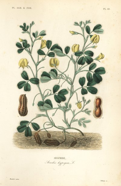 Arachide o nocciolina, Arachis hypogaea da Unbekannt