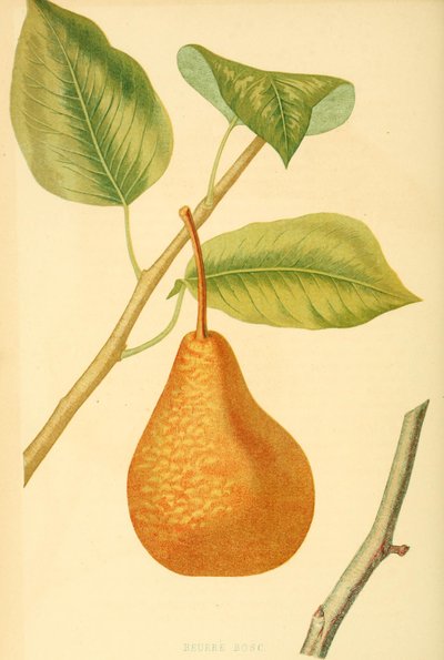 Pera della varietà Boscs, una vecchia varietà di pera da Unbekannter Künstler