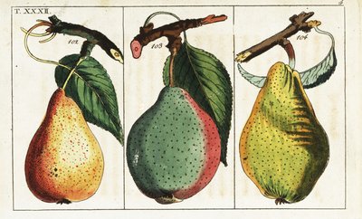 Varietà di pere, Pyrus communis da Unbekannter Künstler