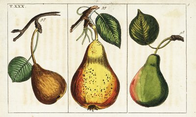 Varietà di pere, Pyrus communis da Unbekannter Künstler