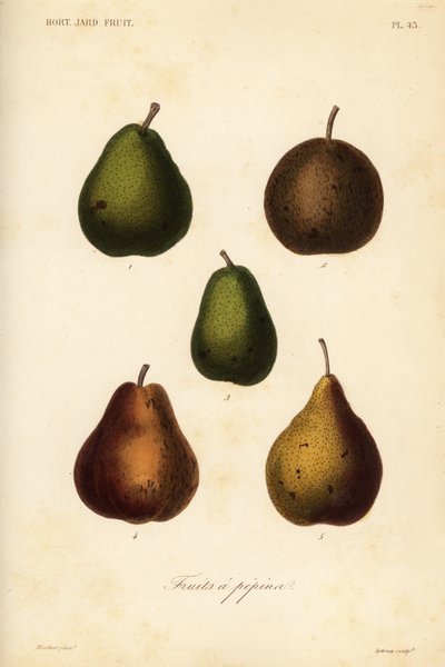 Varietà di pere da Unbekannt