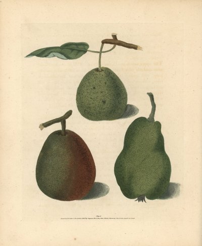 Varietà di pere, Pyrus communis: Cressan, Bergamotto di Gansell e Bon Chretien estivo. Incisione a mano colorata di George Brookshaw da Pomona Britannica, Londra, Longman, Hurst, ecc. da Unbekannter Künstler