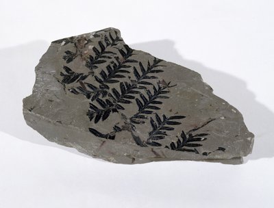 Pecopteris (Fronda di gimnosperma) trovata a Camerton, Somerset, periodo Carbonifero superiore da Unbekannt