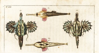 Pesci vari: Pegaso, pesce farfalla, pesce drago, ecc. da Unbekannter Künstler