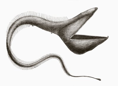 Anguilla pellicano o Eurypharynx pelecanoides, un pesce di acque profonde raramente visto dagli esseri umani, da 