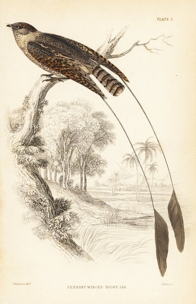 Succiacapre pennato, Macrodipteryx vexillarius da Unbekannter Künstler