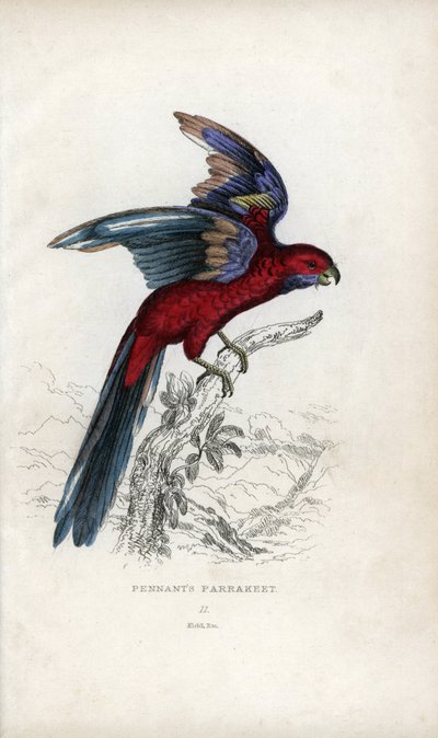 Parrocchetto di Pennant, Psittacus pennantii da Unbekannter Künstler