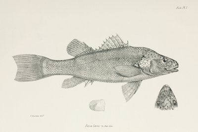 Persico, c 1832-1836 da Unbekannt