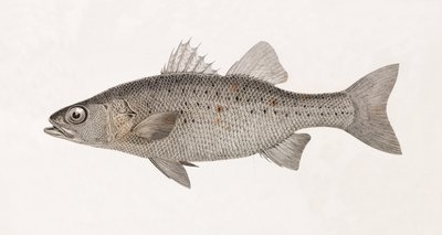Perche Noct (dettaglio) da Unbekannt