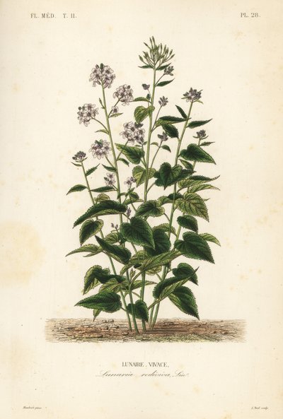 Lunaria rediviva da Unbekannt